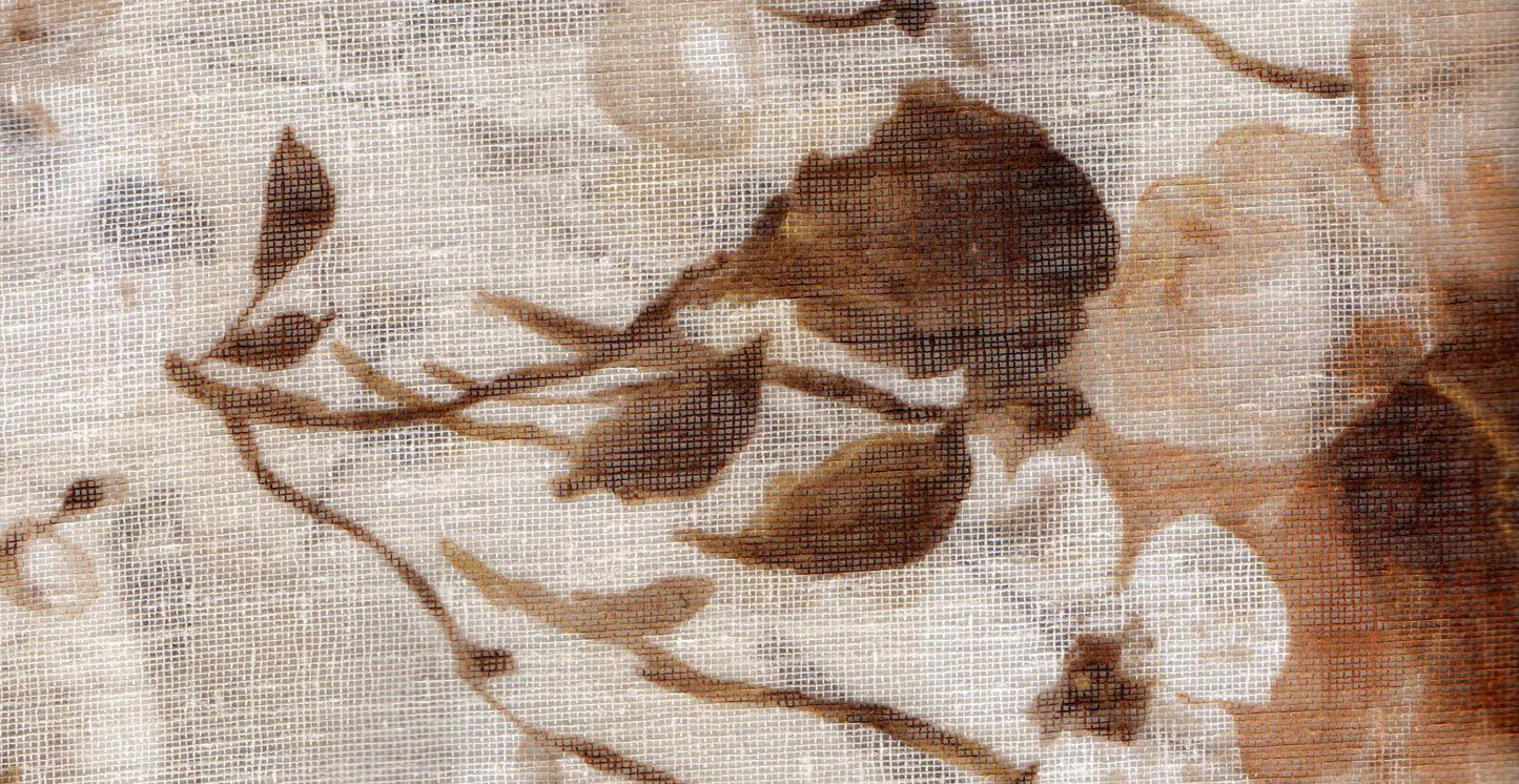 Mimosa /17919/17252