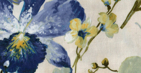 Mimosa /17912/17252