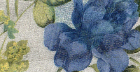 Mimosa /17915/17252