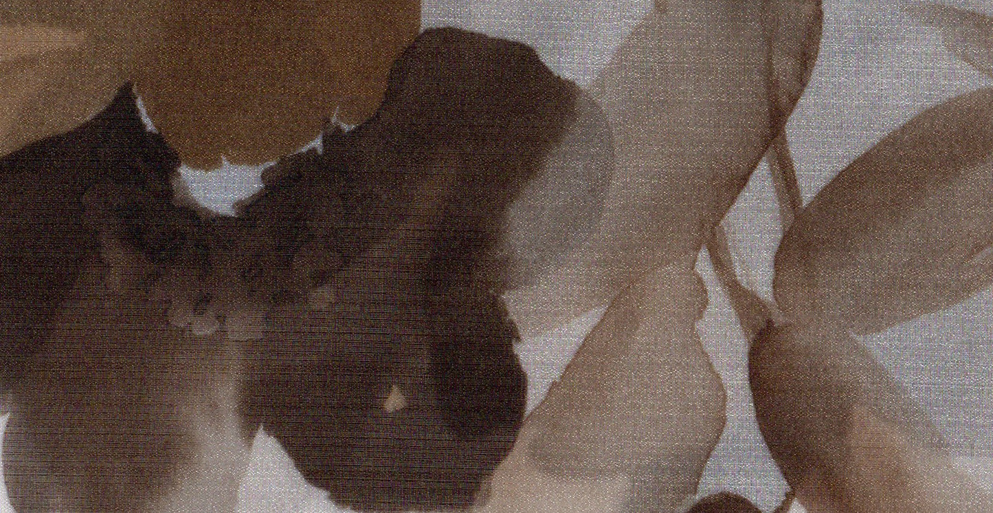 Orchid /10521/15670