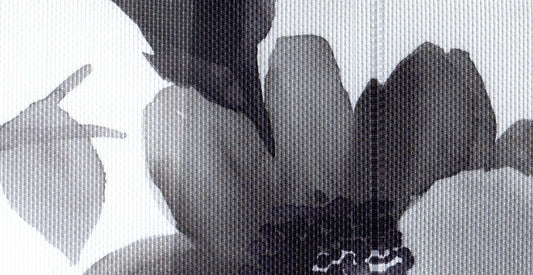 Orchid /10546/15670